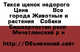 Такса щенок недорого › Цена ­ 15 000 - Все города Животные и растения » Собаки   . Башкортостан респ.,Мечетлинский р-н